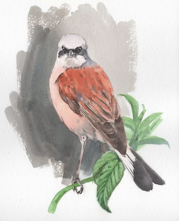 Shrike Watercolor - My, Watercolor, Painting, Drawing, Birds, Zhulan, Artist