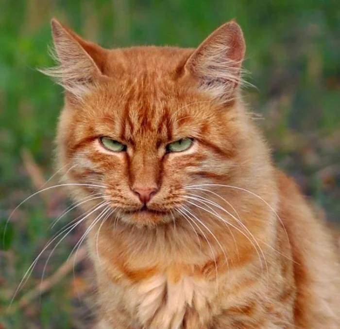 Летняя литература - Моё, Платонов, Котлован, Школа, Кот