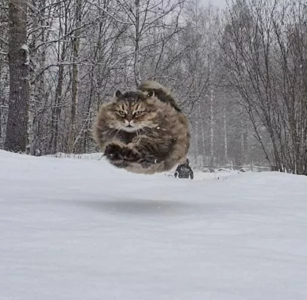 This village needs a new hero - a spherical cat in the air - Spherical, cat, The photo, Snow, Bounce