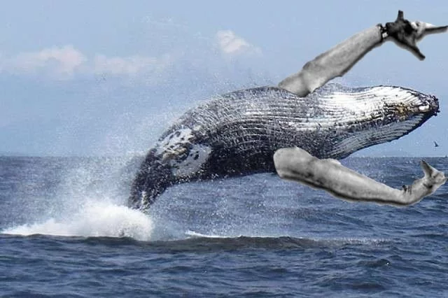 Start your morning with good news - Humpback whale, Population, Joy, Positive, Recovery, Hooray, Wild animals