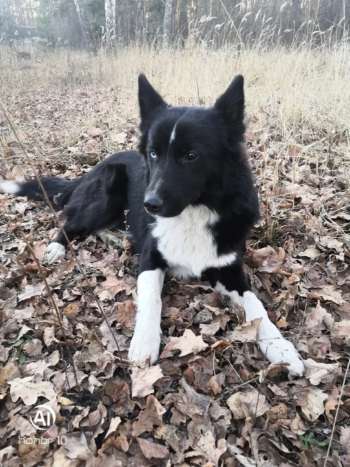 Roach is looking for a home - My, Dog, In good hands, Voronezh, No rating, Longpost