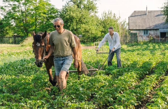 Once upon a time in the Volga region - My, Grandfather, Potato, Horses, Real life story, Memories, Story, Longpost