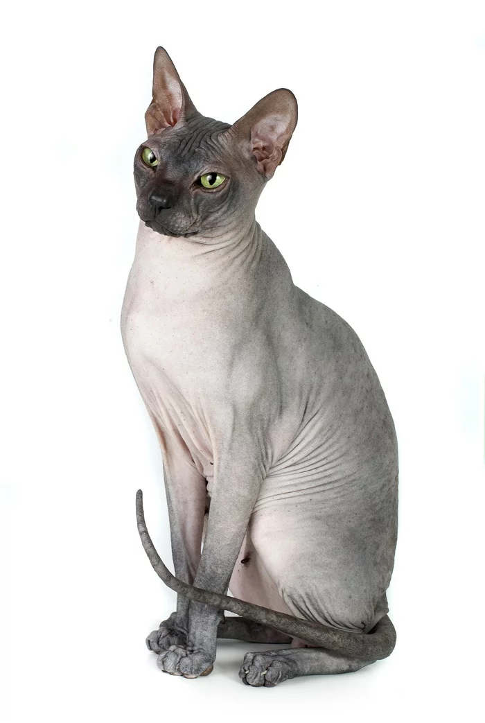 Don Sphynx cat Felix - My, Don Sphynx, cat, Sphinx, Longpost