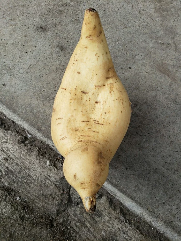Картошка Сходство, Длиннопост, Батат