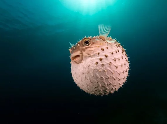 10 интересных фактов о рыбах Рыба, Факты, Подводный мир, Аквариум, Видео, Длиннопост