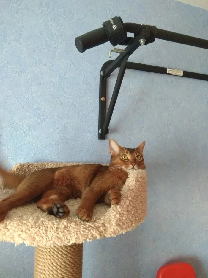 Sleep or exercise?... - My, cat, Abyssinian cat, Sport, Laziness