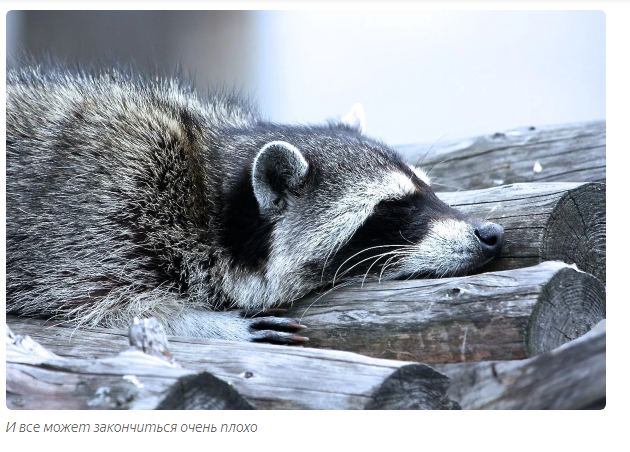 Don't take a raccoon home - Animals, Raccoon, Moscow Zoo, Informative, Yandex Zen, Longpost