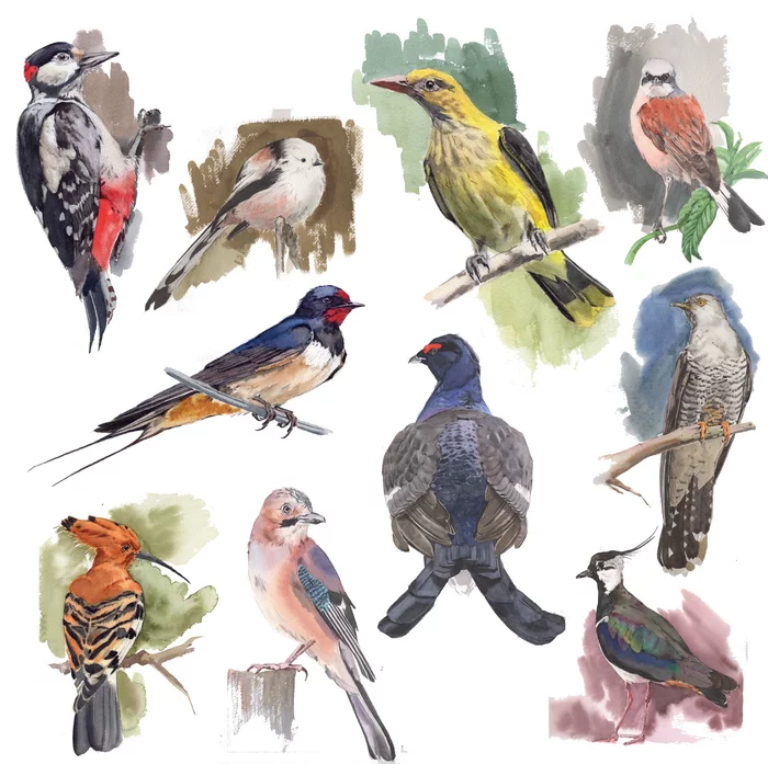 Birds in watercolor - My, Watercolor, Painting, Drawing, Birds