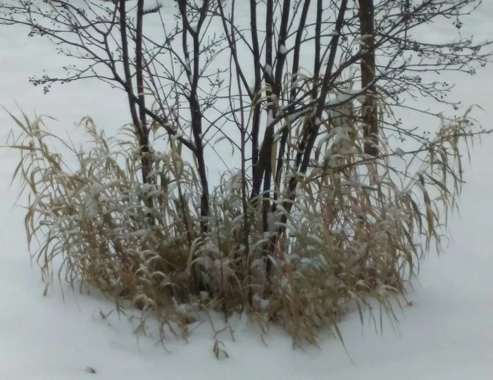 It's finally winter. December 1, 2019 - My, The winter is coming, Winter, The photo, Nature