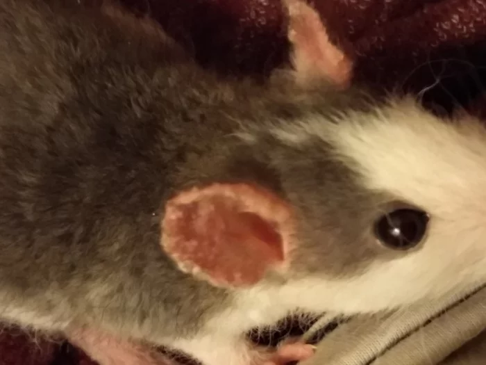 Help! Baby rat is sick - My, Rat, Decorative rats, Disease