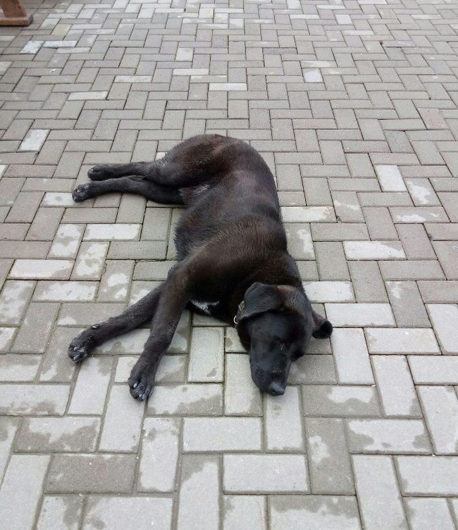 Abkhazian smaller brothers - My, Abkhazia, Nature, cat, Dog, Animals, Caucasus, Longpost, Horses