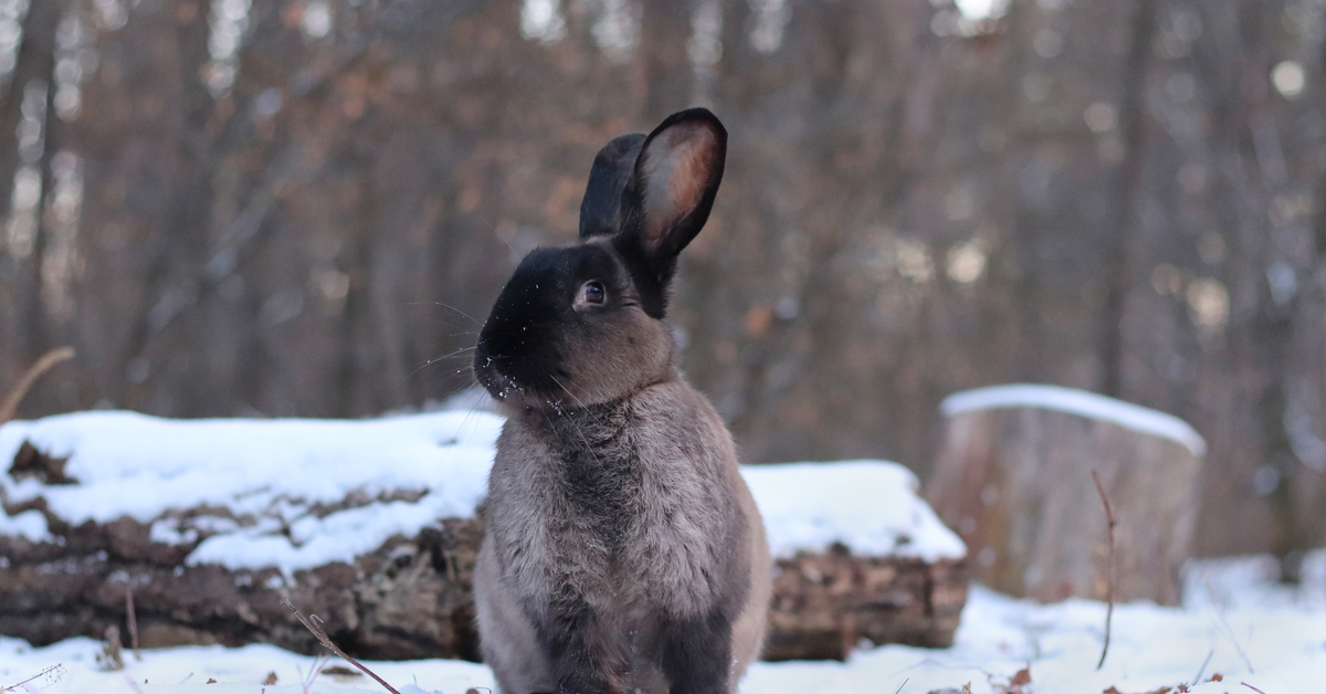 кролик зимой. кролик в снегу. заяц беляк. сноу рэббит. кролики зимой на улице.