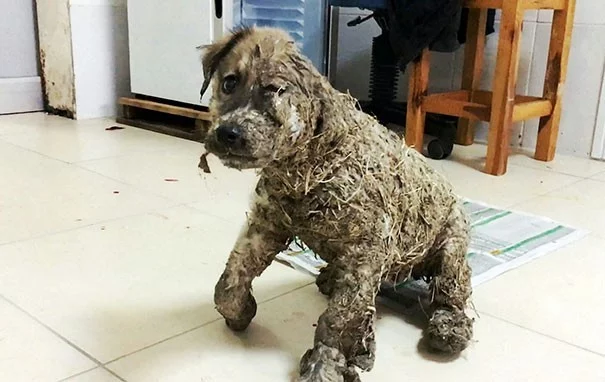 The story of a puppy who was doused with glue by children - Dog, Glue, Children, Mockery, Negative, Video, Longpost, Flailing, Animal abuse