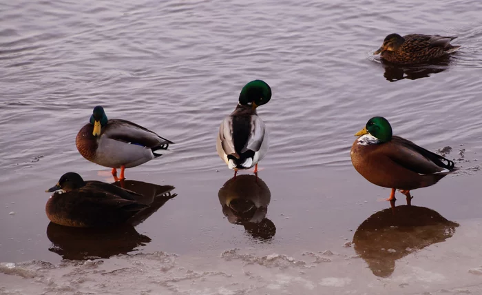 First ice. Sony_a37 F5.6 1/250 iso400 - My, Beginning photographer, Duck, Winter