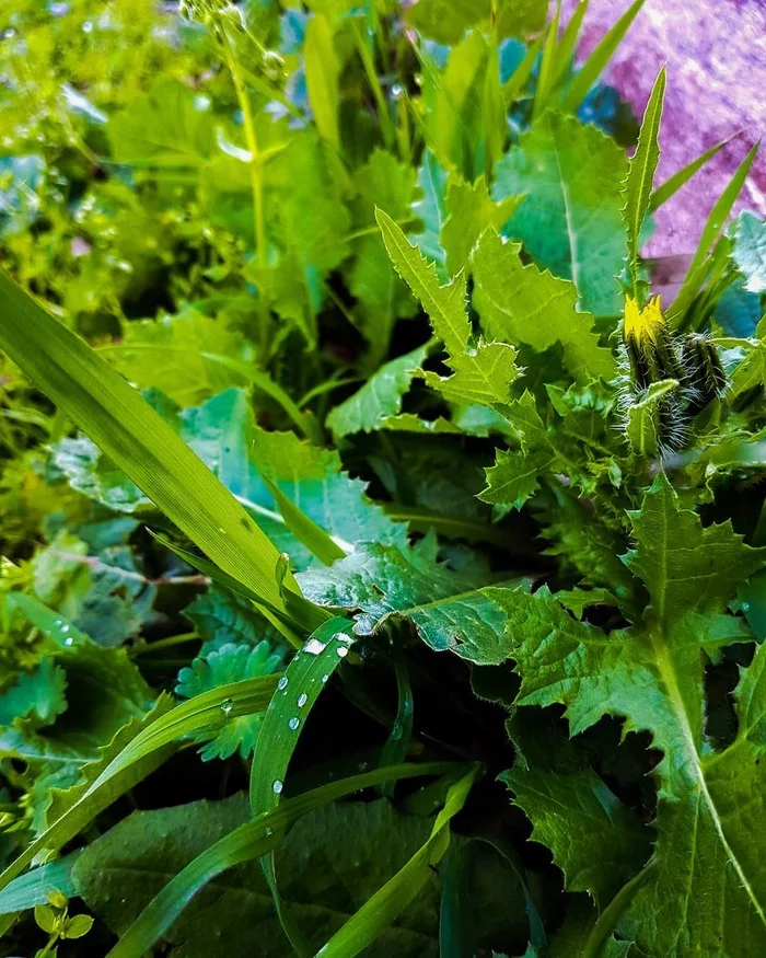 Morning freshness - My, The photo, Nature, Greenery, Plants, Dew, beauty