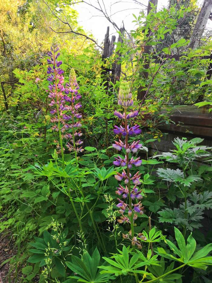 Summer, lupins - My, Summer, Grass, Flowers, Lupine, The sun, beauty