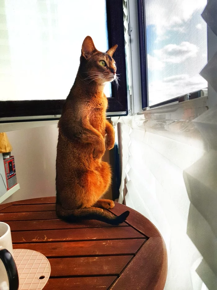 Gophers in the city - My, Catomafia, cat, Abyssinian cat, Pets, Pet