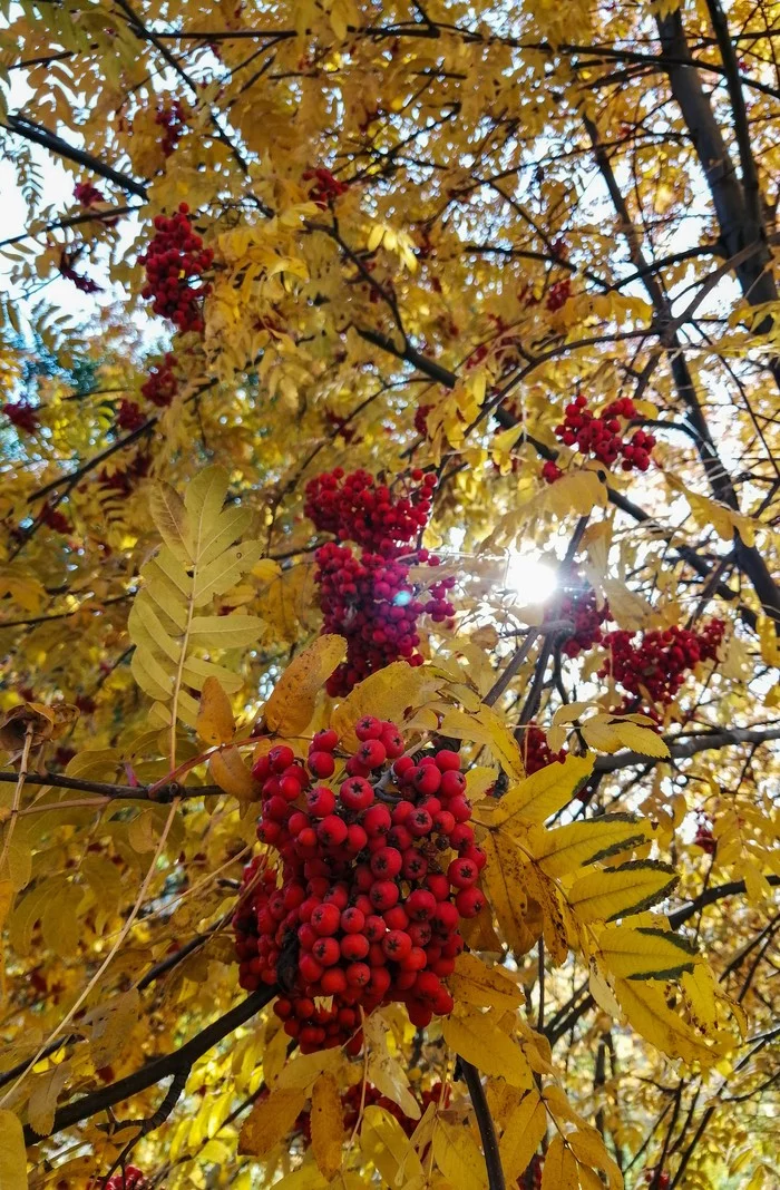 Not much of the past autumn - My, Mobile photography, Autumn, Rowan, Honor 8, Novosibirsk