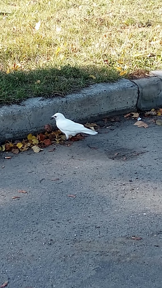 The most common white crow - My, White crow, Animals, Albino, Longpost