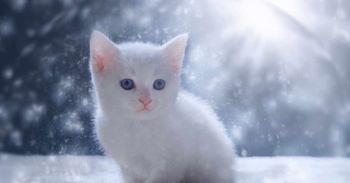 Зимние аватарки с котиками