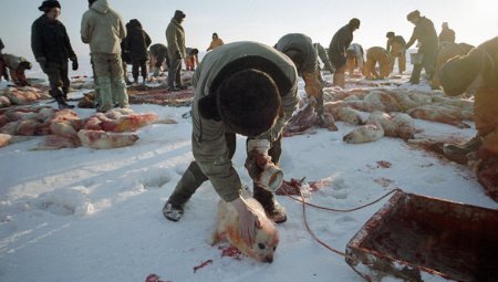 Norwegians are lobbying for the “slaughter” of seals in the White Sea. Greenpeace is silent - Evil, Animals, Negative, Russia, Arkhangelsk, Fur, Fur coat, Lobby, Longpost