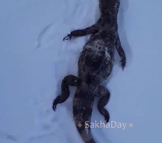 Somewhere in Yakutia... - Crocodiles, Longpost, Yakutia, Cold