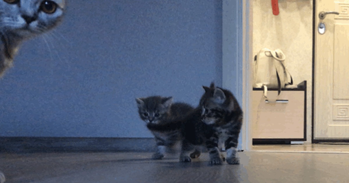 Let's run quickly! - My, Kittens, Погоня, GIF, cat