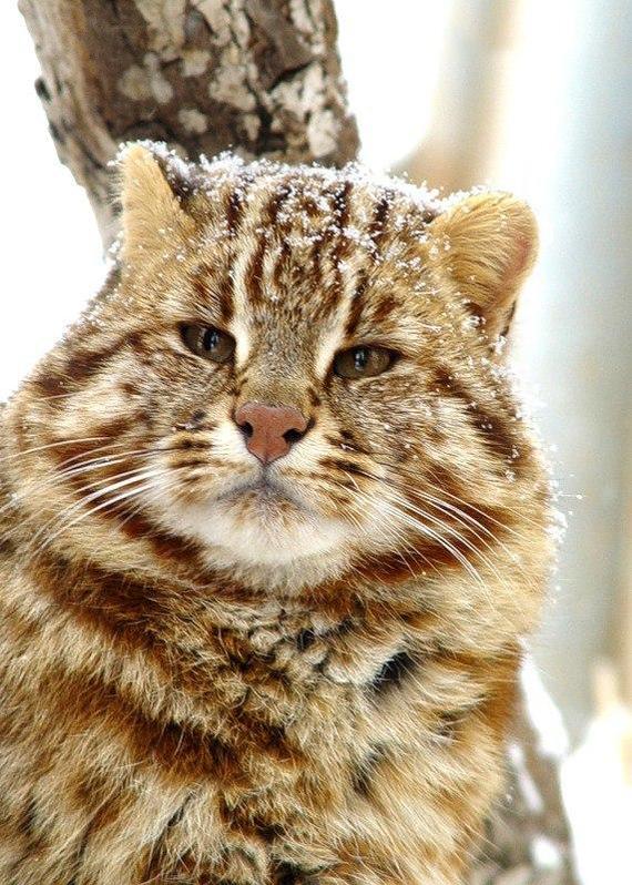 Forest Amur cat... - Far Eastern Forest Cat, The photo, Small cats, Cat family, Predatory animals, Wild animals