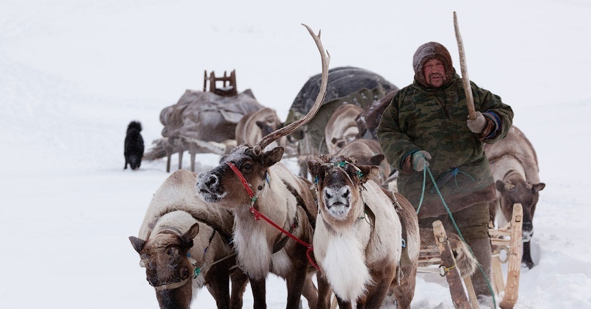 Жизни народов. Ненцы-оленеводы кочевье. Ненцы Таймыр. Полуостров Таймыр оленеводство. Ненцы Нарьян мар тундра.