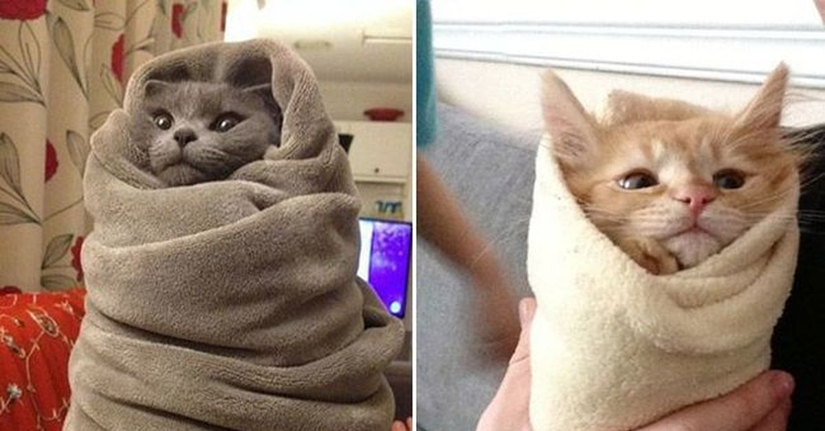 Полотенце мем. Кот завернутый в полотенце. Кот шаурма. Кот Замотанный в полотенце. Кот в одеяле.