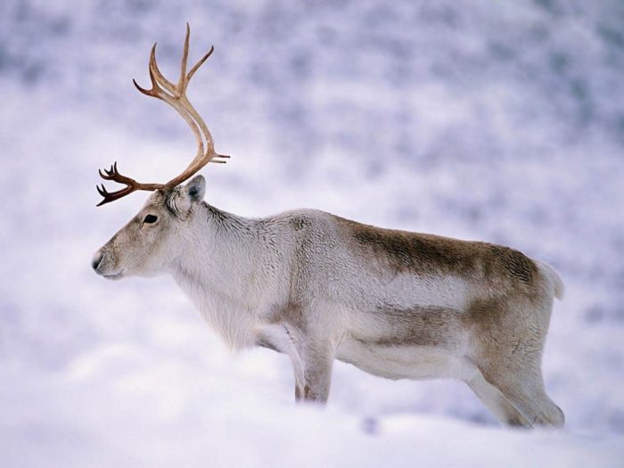 Types of deer suitable for farming - My, Deer, Farm, Сельское хозяйство, Reindeer, Maral, Fallow deer, Spotted deer, Red deer, Longpost