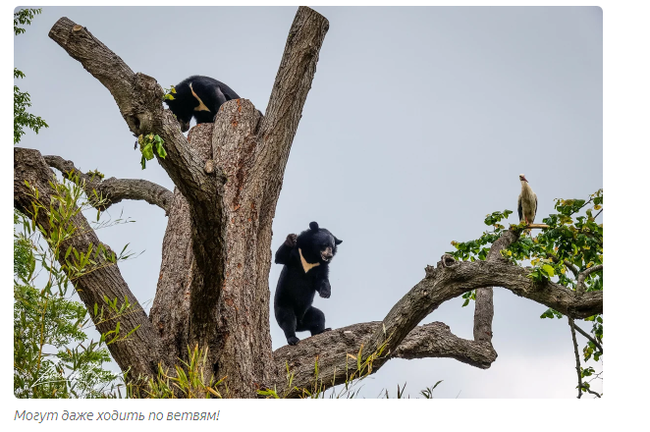 Aladdin and Budur: a bear love story - Animals, Moscow Zoo, Informative, Yandex Zen, Longpost, Himalayan bear, The Bears