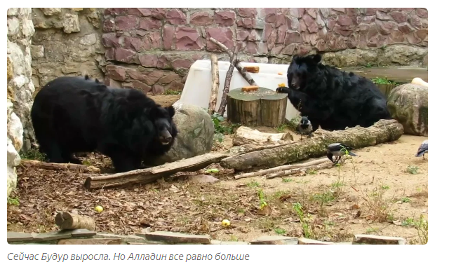 Aladdin and Budur: a bear love story - Animals, Moscow Zoo, Informative, Yandex Zen, Longpost, Himalayan bear, The Bears