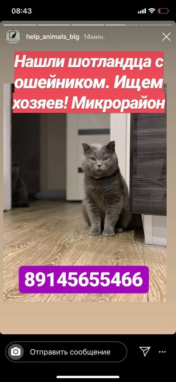 Blagoveshchensk! We are looking for the owner! - My, Lost cat, In good hands, Longpost, cat, Blagoveshchensk, No rating