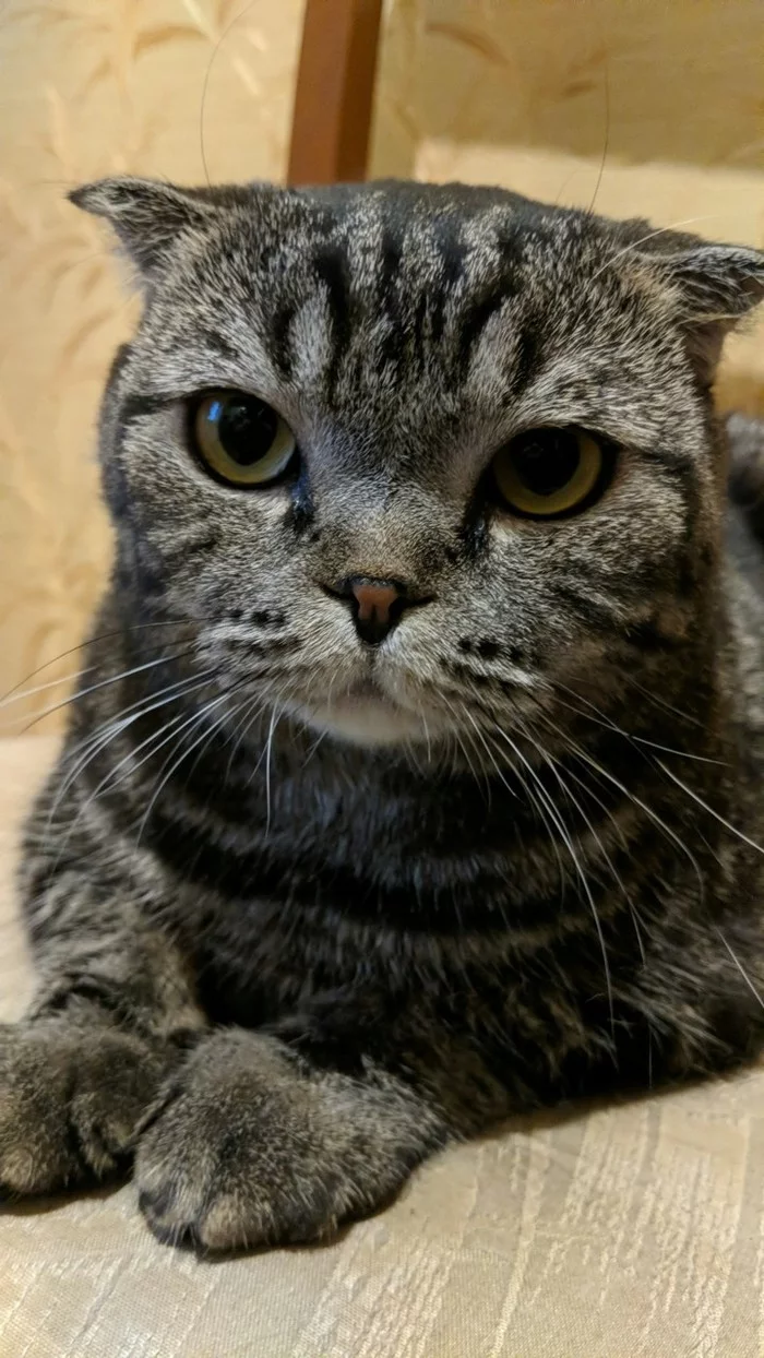 I came to visit, and there was such a mademoiselle - My, Scottish lop-eared, cat