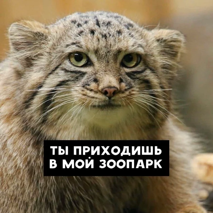 Don Manul - Pallas' cat, Picture with text, Longpost, Small cats, Cat family, Predatory animals, Wild animals