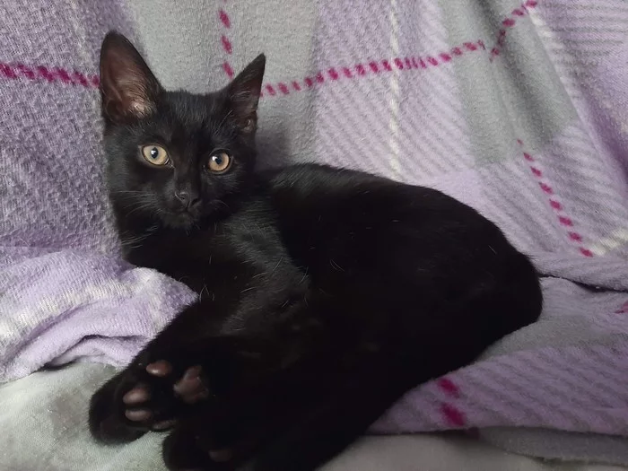 Моя чёрная любовь - Моё, Кот, Котята, Было-Стало, Домашние животные