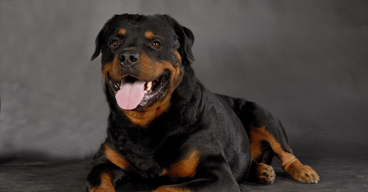 Лохмач. Ротвейлер с длинной мордой. Ротвейлер шерсть. Лохматый ротвейлер порода. Собака ротвейлер.