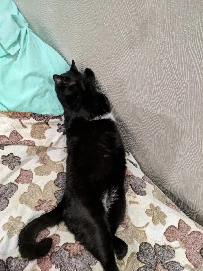 Belly - Belly, cat, A life, Longpost