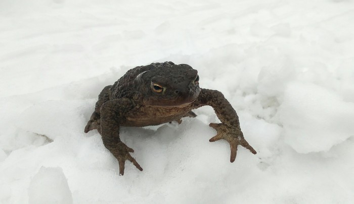 So damn, where is spring? - My, Toad, Snow, So blet