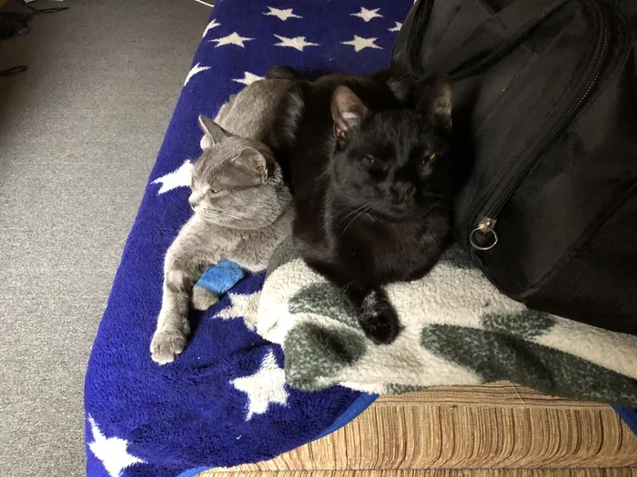 Котики тоже болеют... - Моё, Кот, Фотография, Длиннопост
