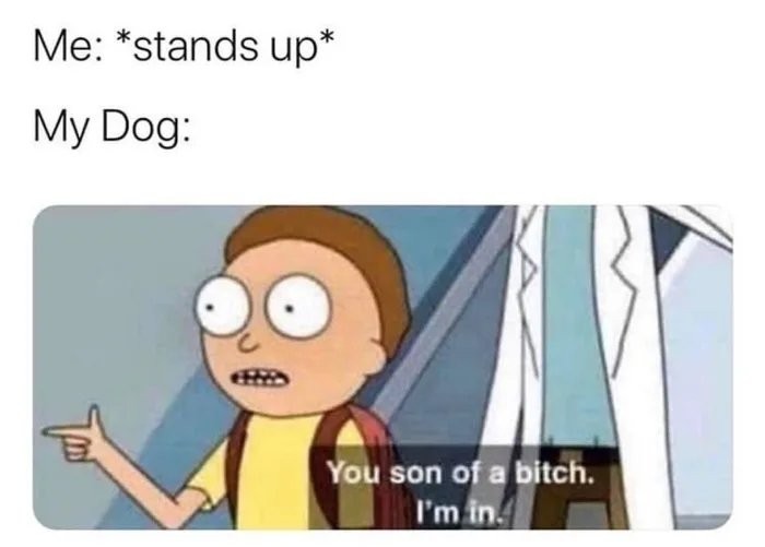 Too on your own - Rick and Morty, Dog