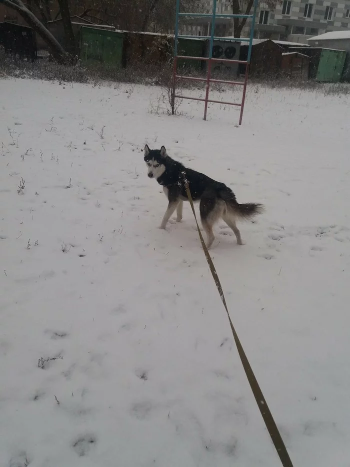 Cry for help... - My, Husky, The dog is missing, Samara, Longpost, No rating, Search, Dog