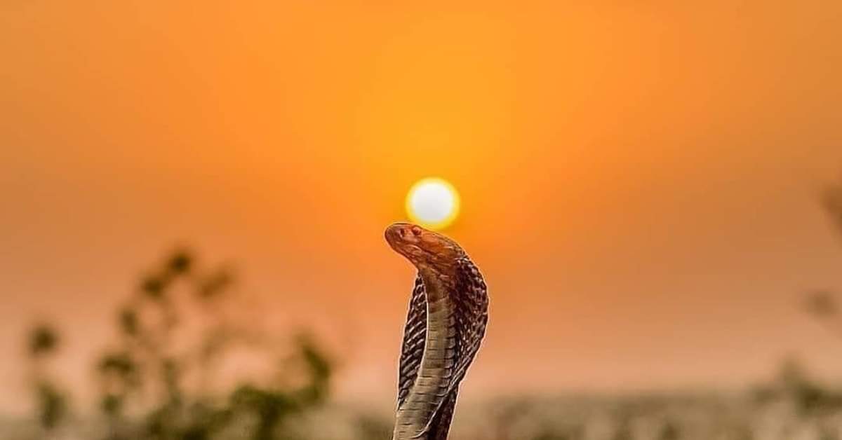 Змейка на солнце. Королевская Кобра. Змеи на солнышке. Змеи греются на солнце. Королевская Кобра в природе.