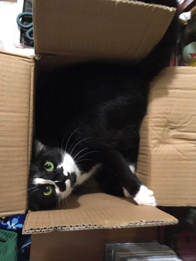 Cats are made for boxes, and boxes are made for cats. - cat, Box and cat, Longpost, Box, Pets