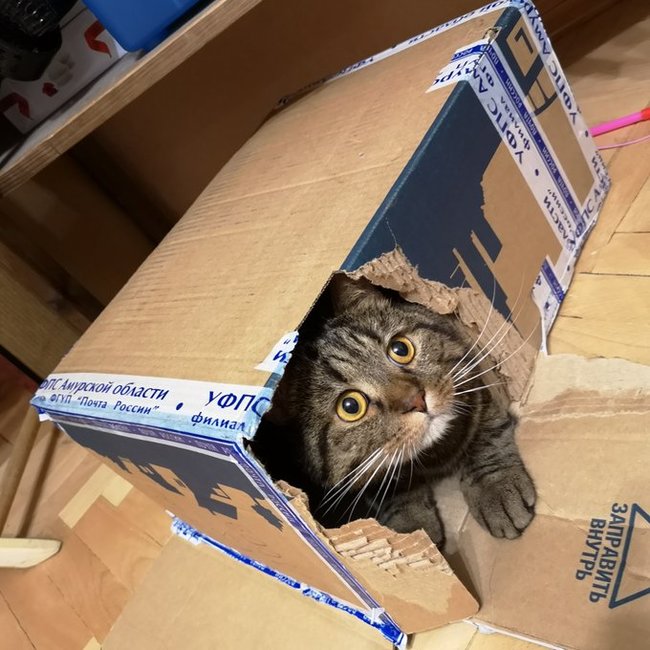 Cats are made for boxes, and boxes are made for cats. - cat, Box and cat, Longpost, Box, Pets