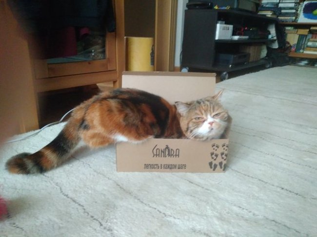 Cats are made for boxes, and boxes are made for cats. - cat, Box and cat, Longpost, Box, Pets