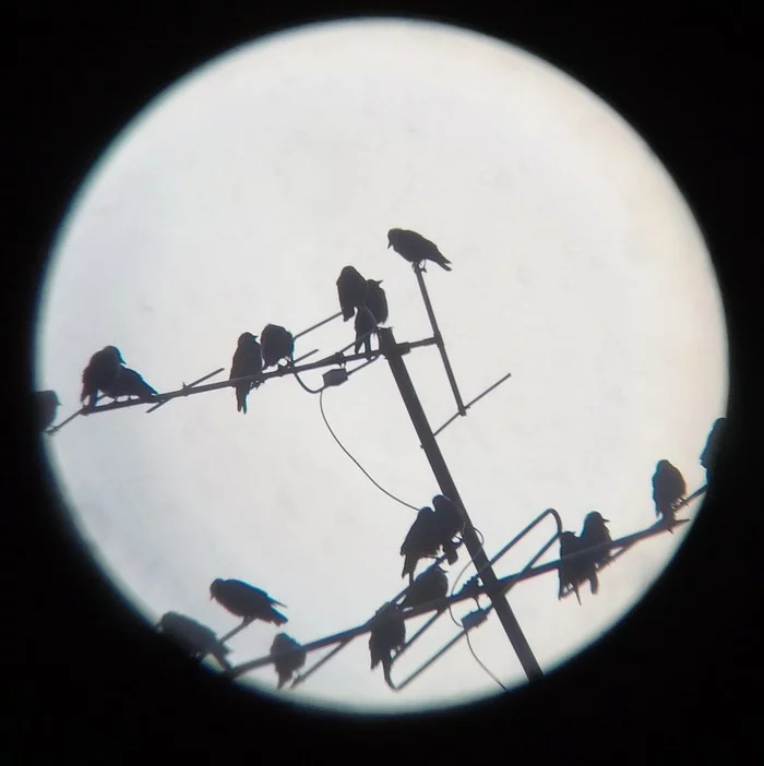 Jackdaws - My, The Rooks Have Arrived, Telescope, Morning, Summer, GoPRO