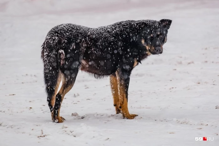 The mayor of Kungur blames the catching of wild dogs on rescuers - Perm Territory, Animals, Dog, Rescuers, Power, Mayor, Saving