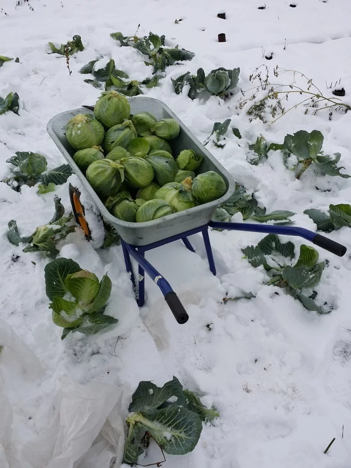 Probably in time - My, Harvest, Garden